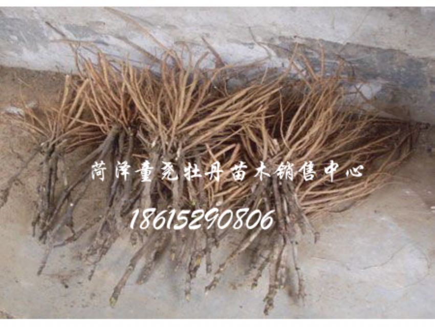点击查看详细信息<br>标题：牡丹小苗 阅读次数：1530