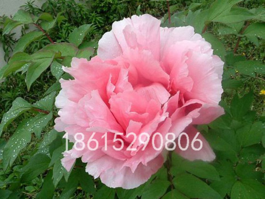 点击查看详细信息<br>标题：粉牡丹 阅读次数：1596
