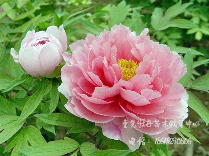 点击查看详细信息<br>标题：粉蝶 阅读次数：1746