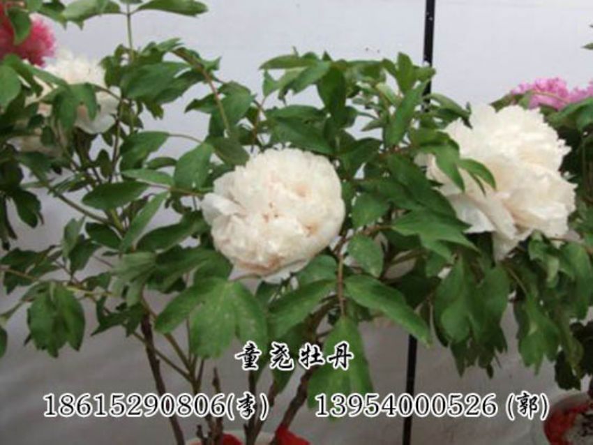点击查看详细信息<br>标题：催花牡丹 阅读次数：1449
