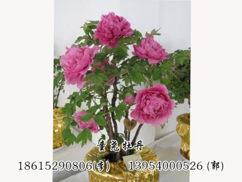 点击查看详细信息<br>标题：催花牡丹 阅读次数：1408