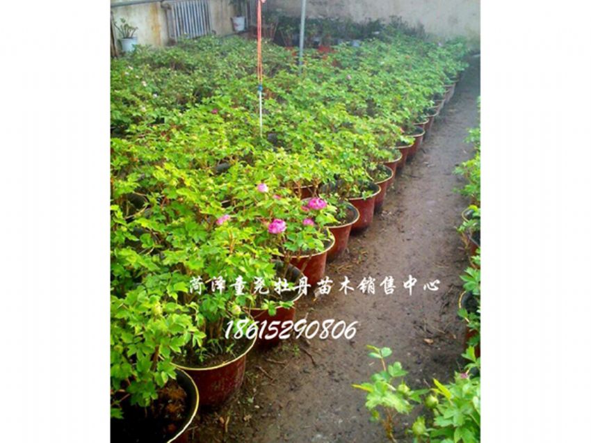 点击查看详细信息<br>标题：催花牡丹 阅读次数：1510