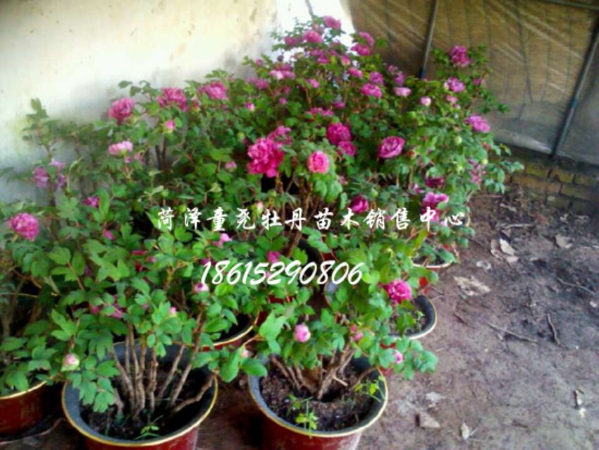 点击查看详细信息<br>标题：催花牡丹 阅读次数：1526