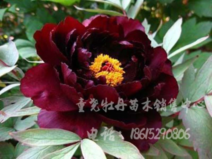 点击查看详细信息<br>标题：初乌 阅读次数：1357