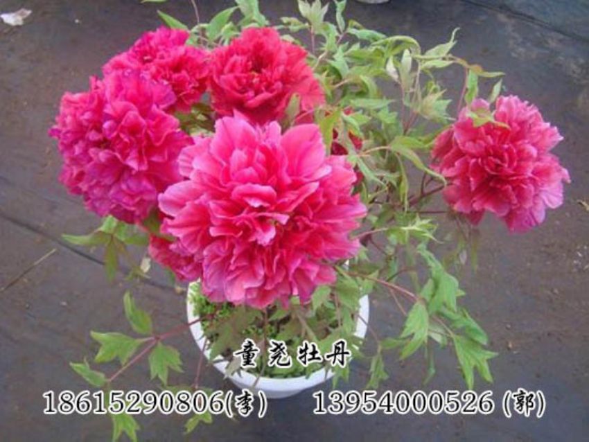 点击查看详细信息<br>标题：催花牡丹 阅读次数：1439