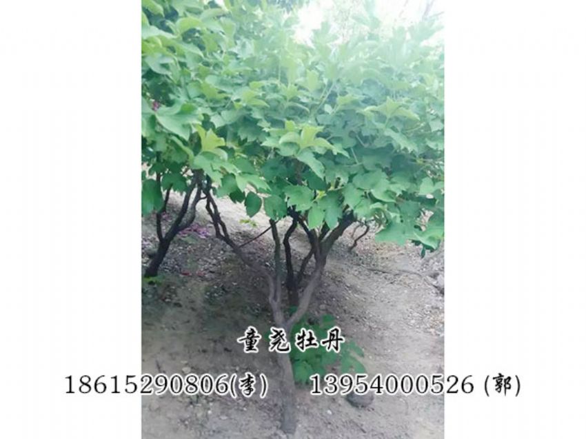 点击查看详细信息<br>标题：牡丹树 阅读次数：1195