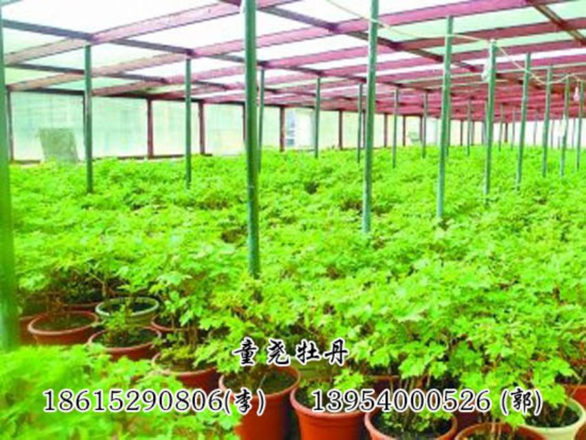 点击查看详细信息<br>标题：催化牡丹跳蕾期 阅读次数：1475