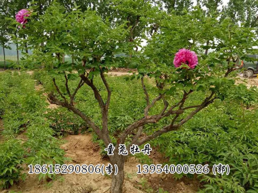 点击查看详细信息<br>标题：牡丹树 阅读次数：1195