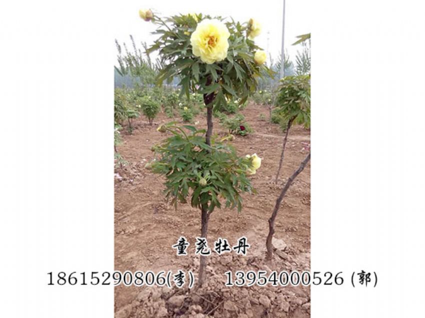 点击查看详细信息<br>标题：牡丹树 阅读次数：1144