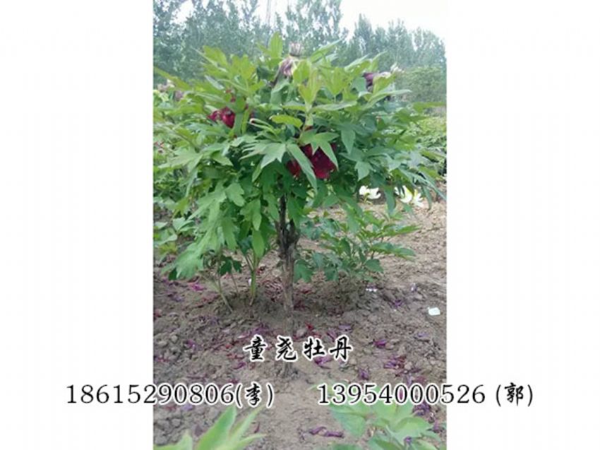 点击查看详细信息<br>标题：牡丹树 阅读次数：1276