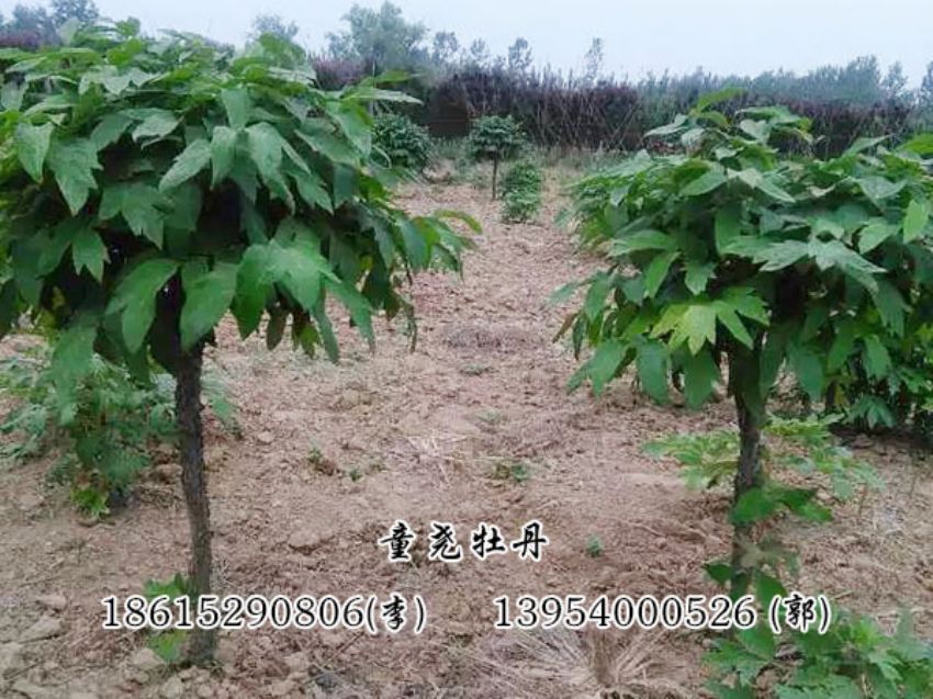 点击查看详细信息<br>标题：牡丹树 阅读次数：1201