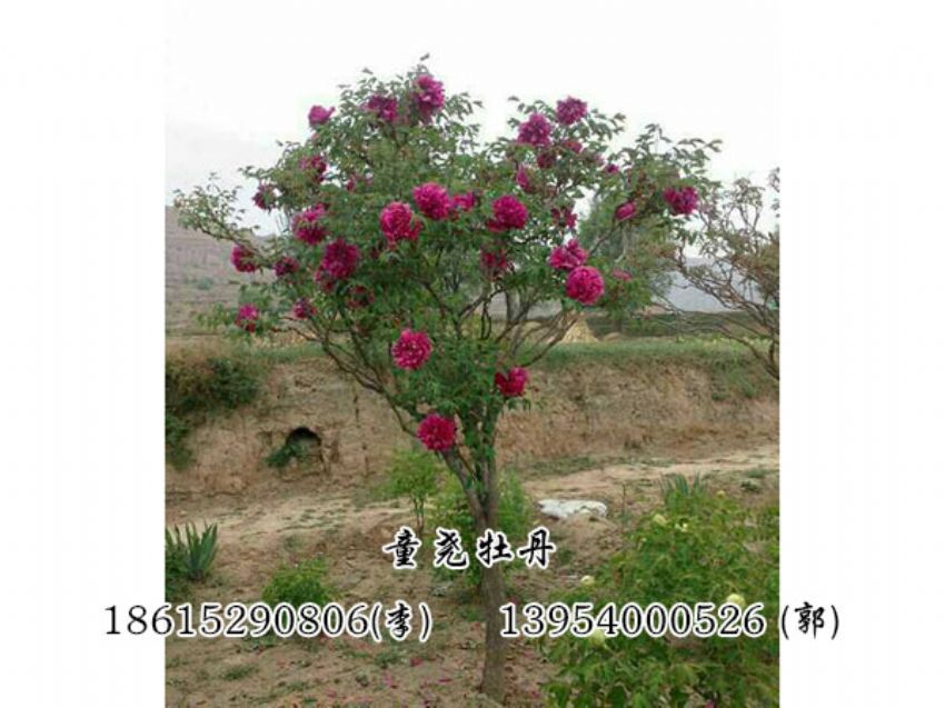 点击查看详细信息<br>标题：牡丹树 阅读次数：1372