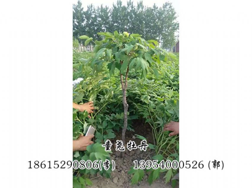 点击查看详细信息<br>标题：牡丹树 阅读次数：1207