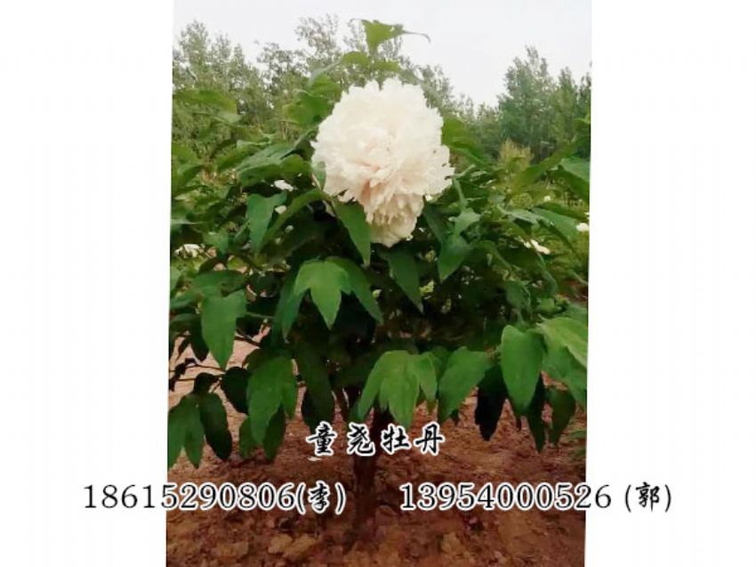 点击查看详细信息<br>标题：牡丹树 阅读次数：1387