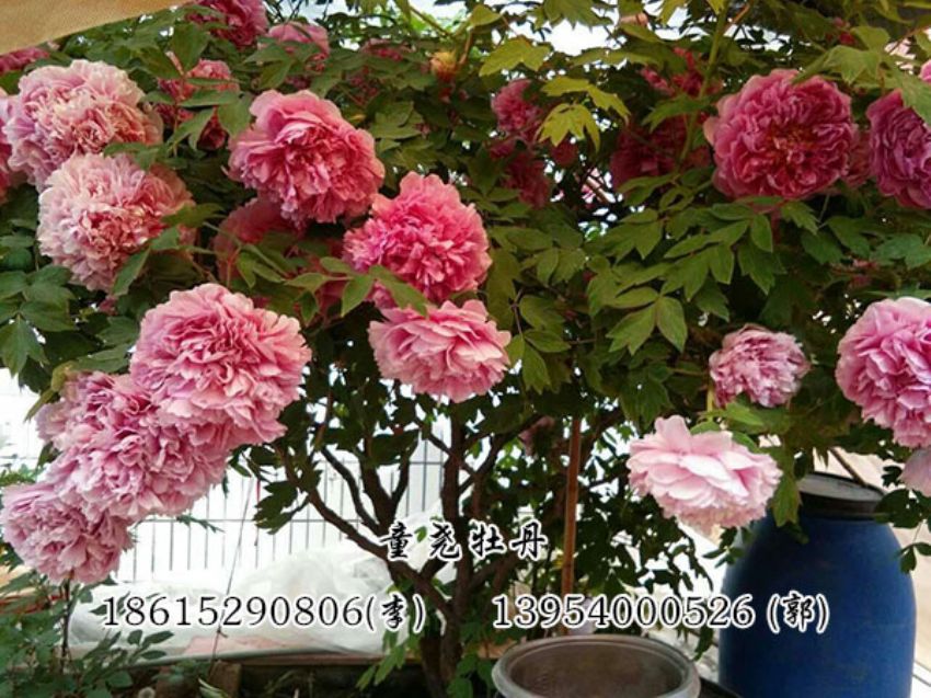 点击查看详细信息<br>标题：牡丹树 阅读次数：1524