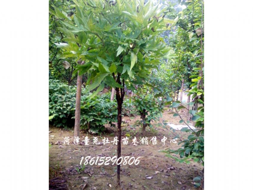 点击查看详细信息<br>标题：独杆牡丹树 阅读次数：2222