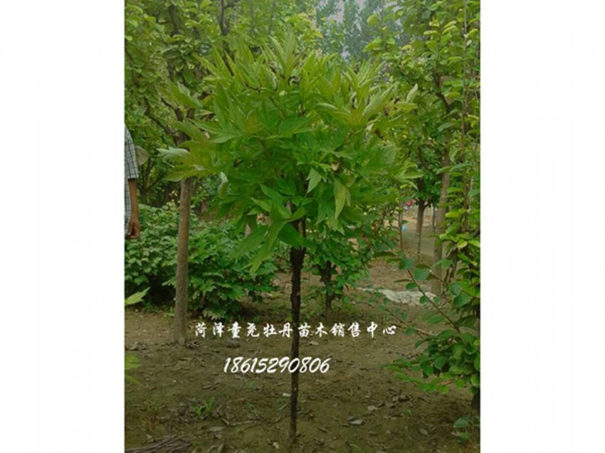 点击查看详细信息<br>标题：独杆牡丹树 阅读次数：1457