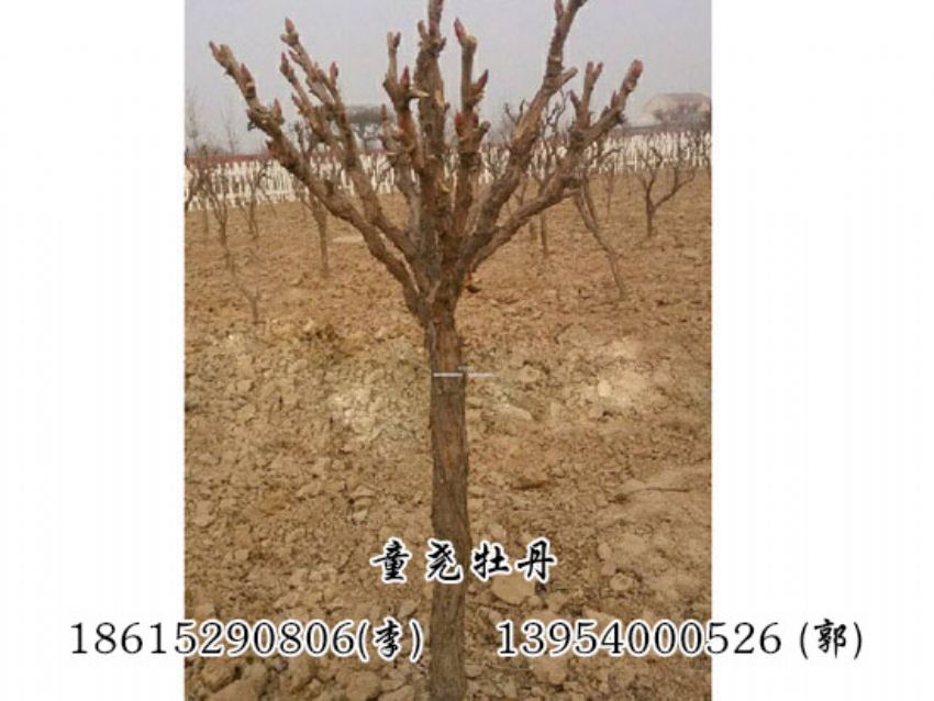 点击查看详细信息<br>标题：牡丹树休眠期 阅读次数：1370