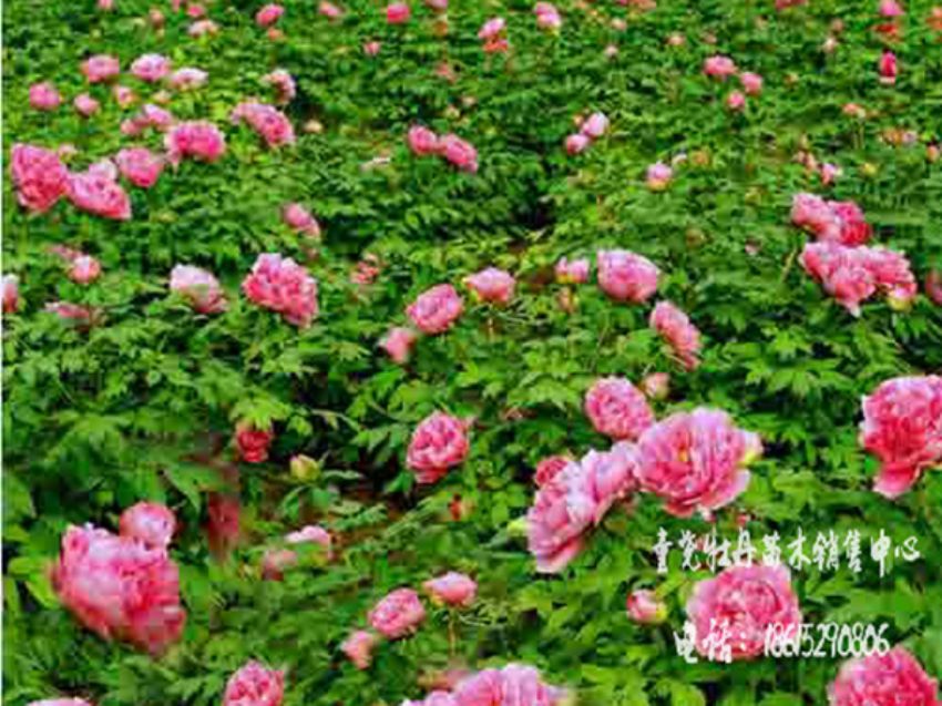 点击查看详细信息<br>标题：牡丹基地 阅读次数：1404