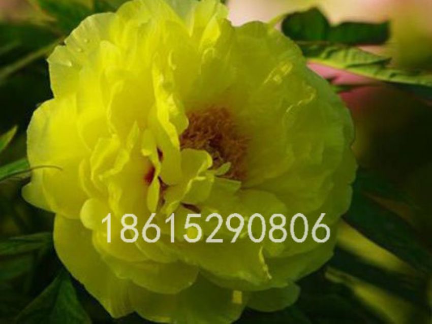 点击查看详细信息<br>标题：黄花魁 阅读次数：1687