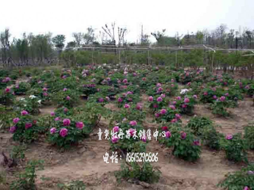 点击查看详细信息<br>标题：牡丹基地 阅读次数：1527