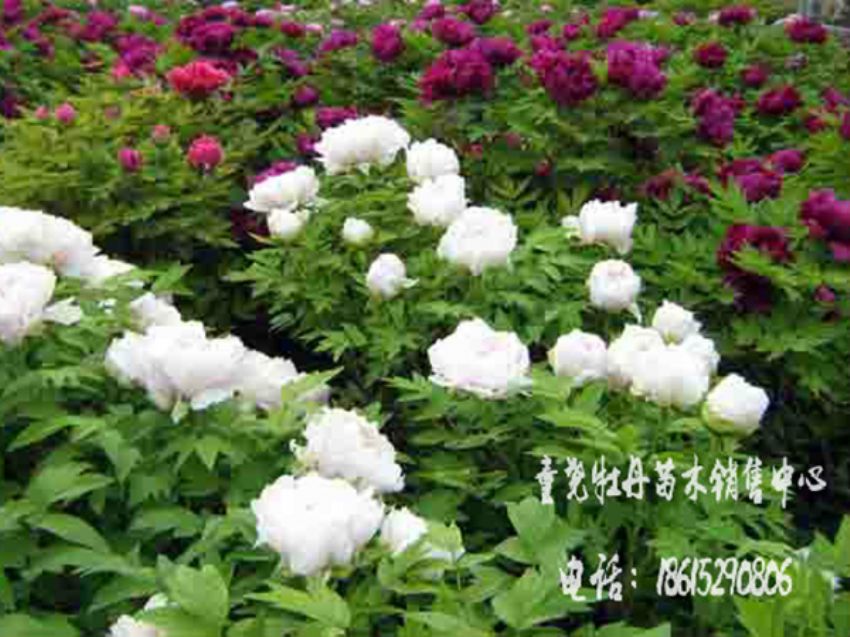 点击查看详细信息<br>标题：牡丹基地 阅读次数：1633