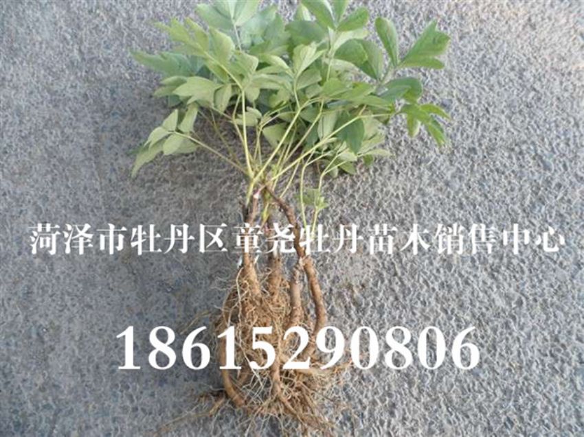 点击查看详细信息<br>标题：供应牡丹小苗 阅读次数：1531