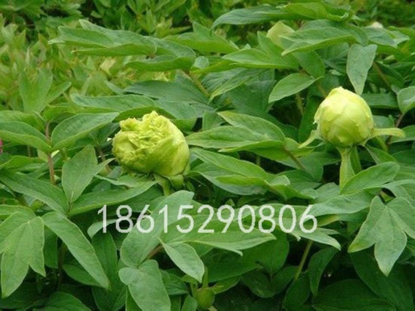 点击查看详细信息<br>标题：大叶绿 阅读次数：1638