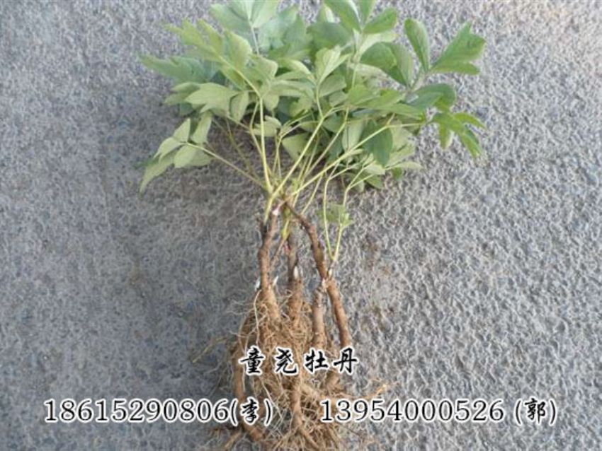 点击查看详细信息<br>标题：两年牡丹苗 阅读次数：1455