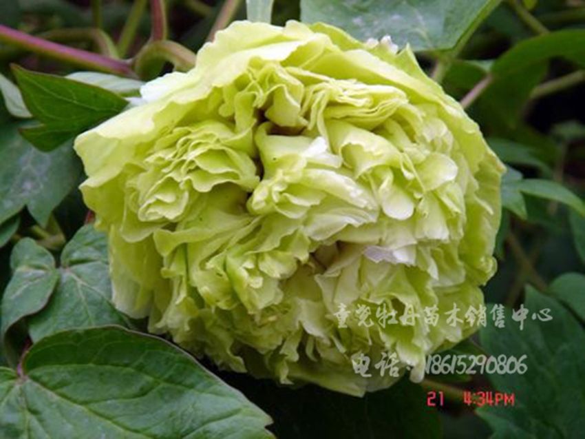 点击查看详细信息<br>标题：绿玉 阅读次数：1660