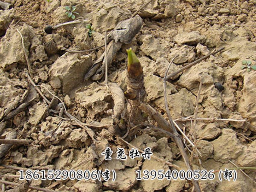 点击查看详细信息<br>标题：牡丹芽 阅读次数：1369