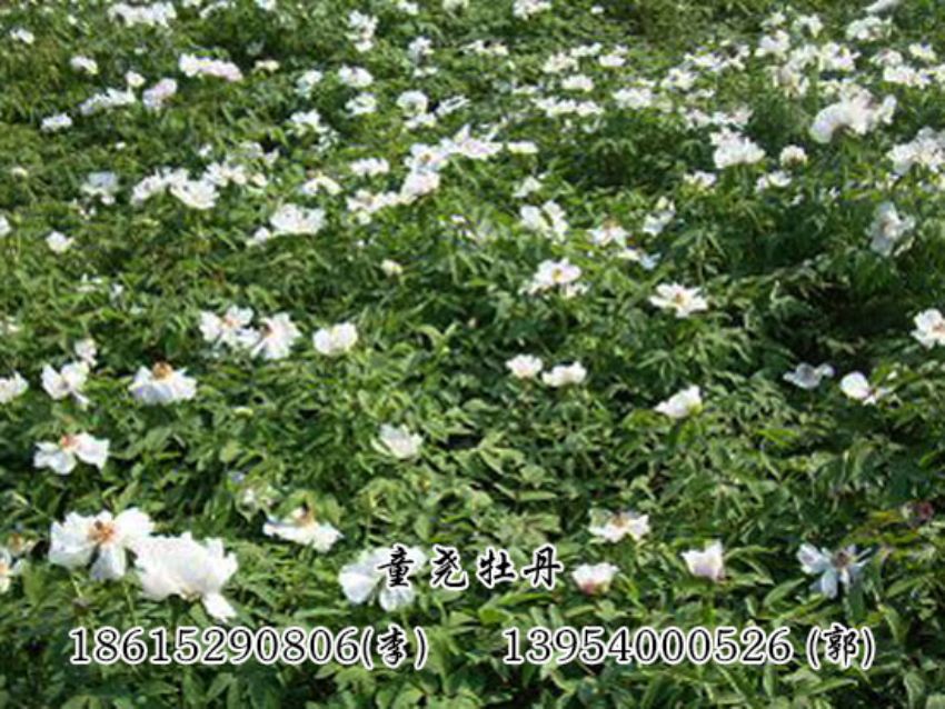 点击查看详细信息<br>标题：油用牡丹基地 阅读次数：1408