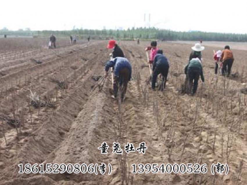 点击查看详细信息<br>标题：种植现场 阅读次数：1435