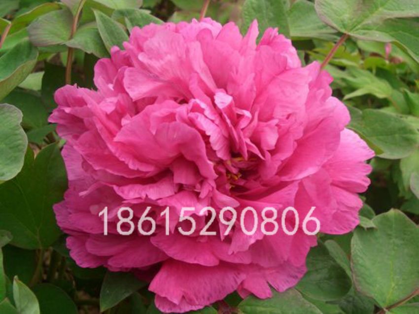 点击查看详细信息<br>标题：藤花紫 阅读次数：1369
