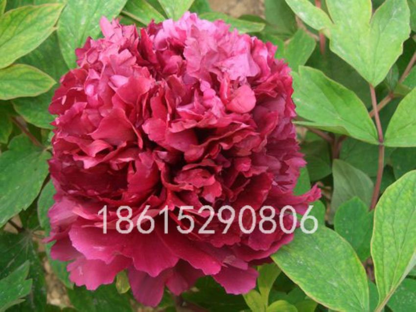 点击查看详细信息<br>标题：紫绒剪彩 阅读次数：1558