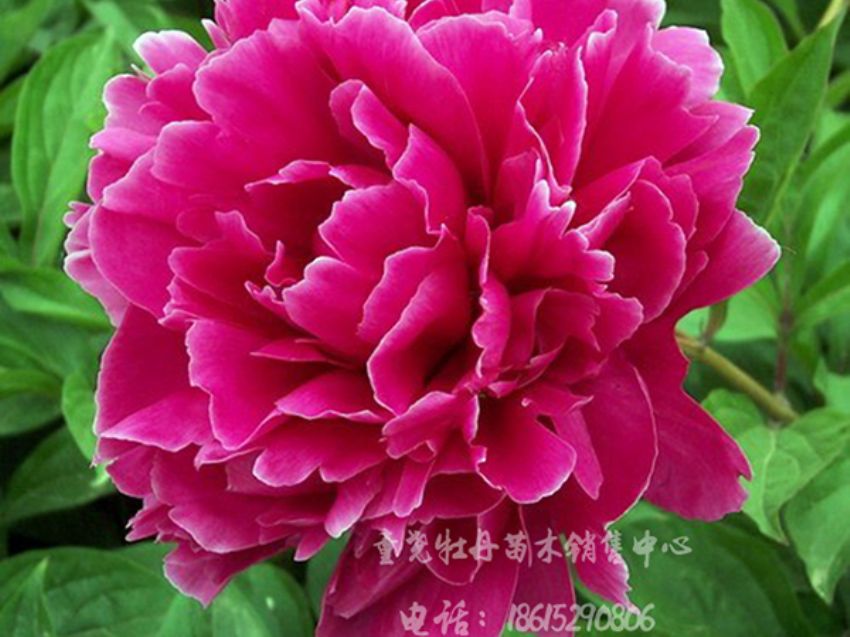 点击查看详细信息<br>标题：花蝴蝶 阅读次数：2913