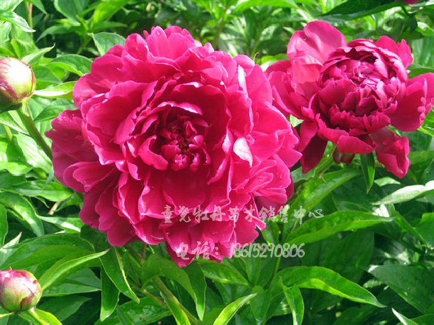 点击查看详细信息<br>标题：花首 阅读次数：1849