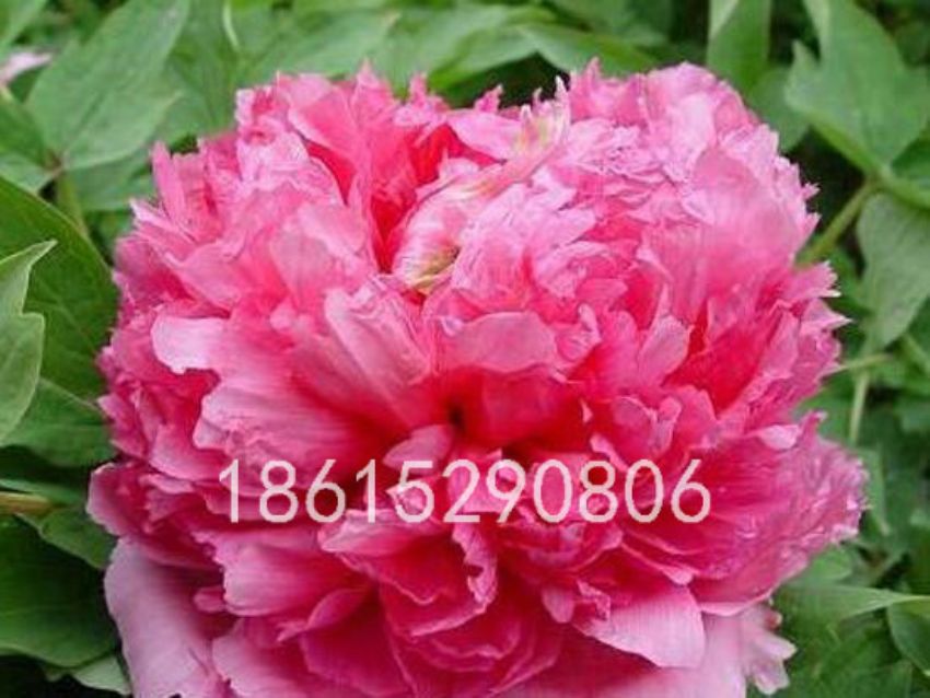 点击查看详细信息<br>标题：锦帐芙蓉 阅读次数：1904