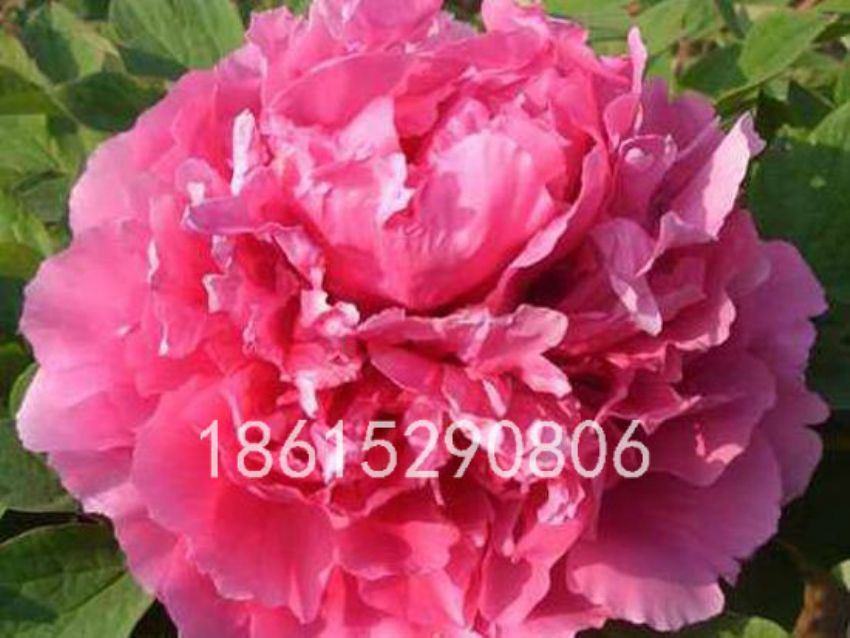 点击查看详细信息<br>标题：鲁荷红 阅读次数：1677