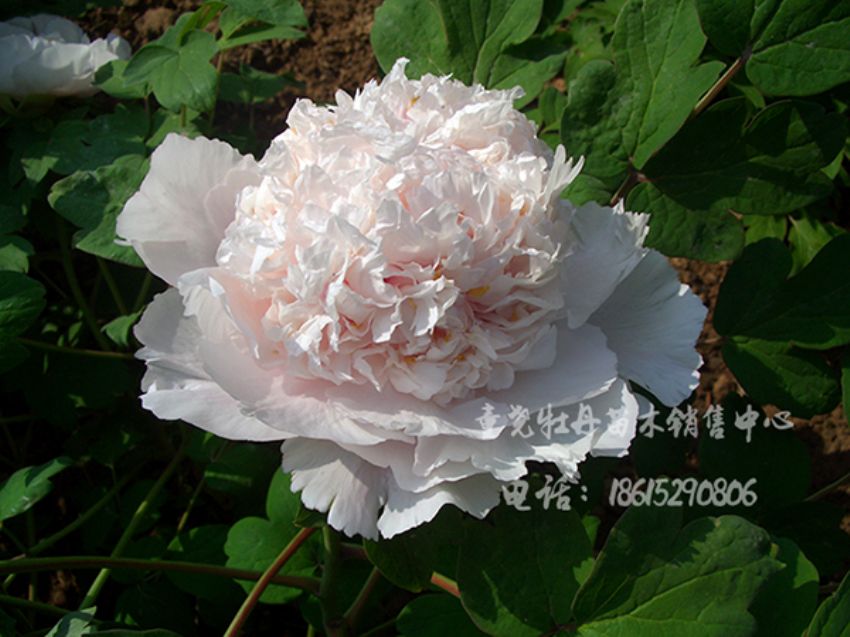 点击查看详细信息<br>标题：白鹤卧雪 阅读次数：1391