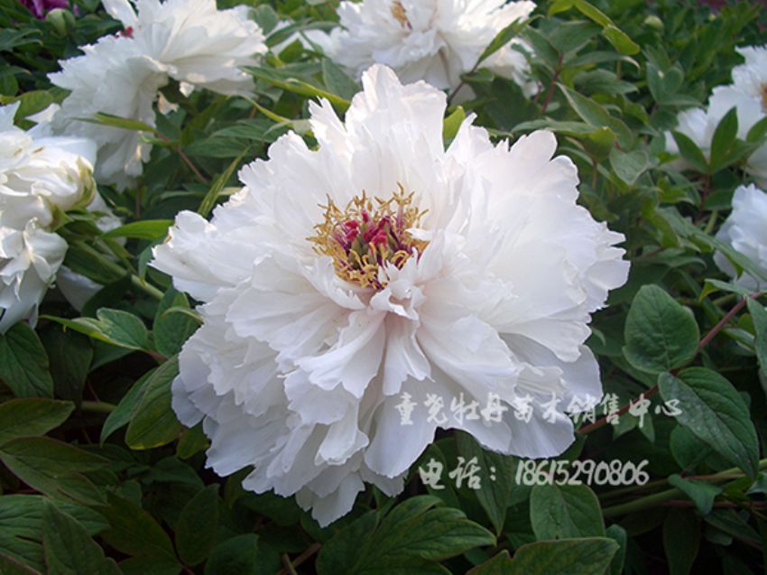 点击查看详细信息<br>标题：飞雪迎夏 阅读次数：1554