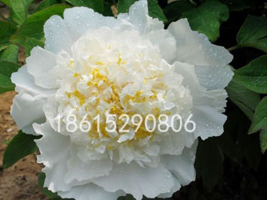 点击查看详细信息<br>标题：金星雪浪 阅读次数：3776