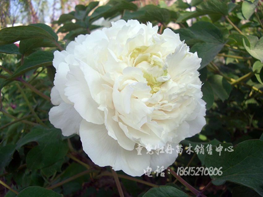 点击查看详细信息<br>标题：昆山夜光 阅读次数：1647