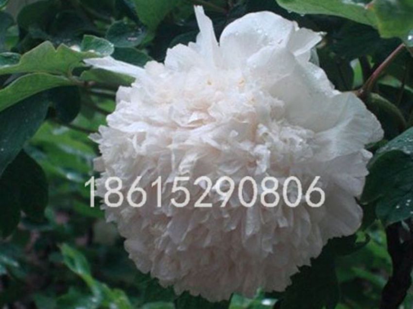 点击查看详细信息<br>标题：水晶球 阅读次数：1594