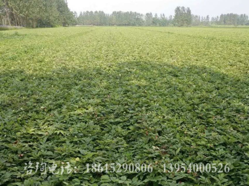 点击查看详细信息<br>标题：油牡丹基地 阅读次数：1414
