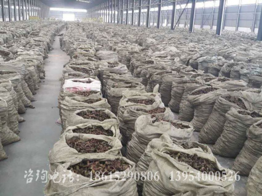 点击查看详细信息<br>标题：牡丹角 阅读次数：1500