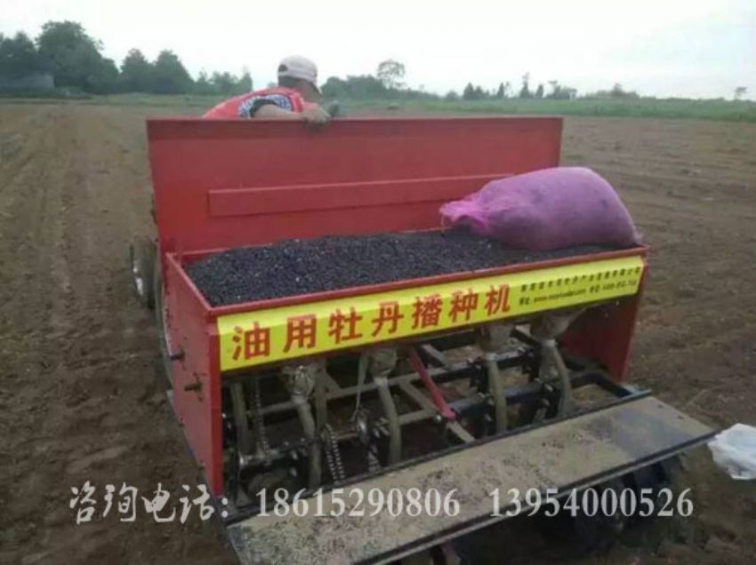 点击查看详细信息<br>标题：油牡丹播种 阅读次数：1516