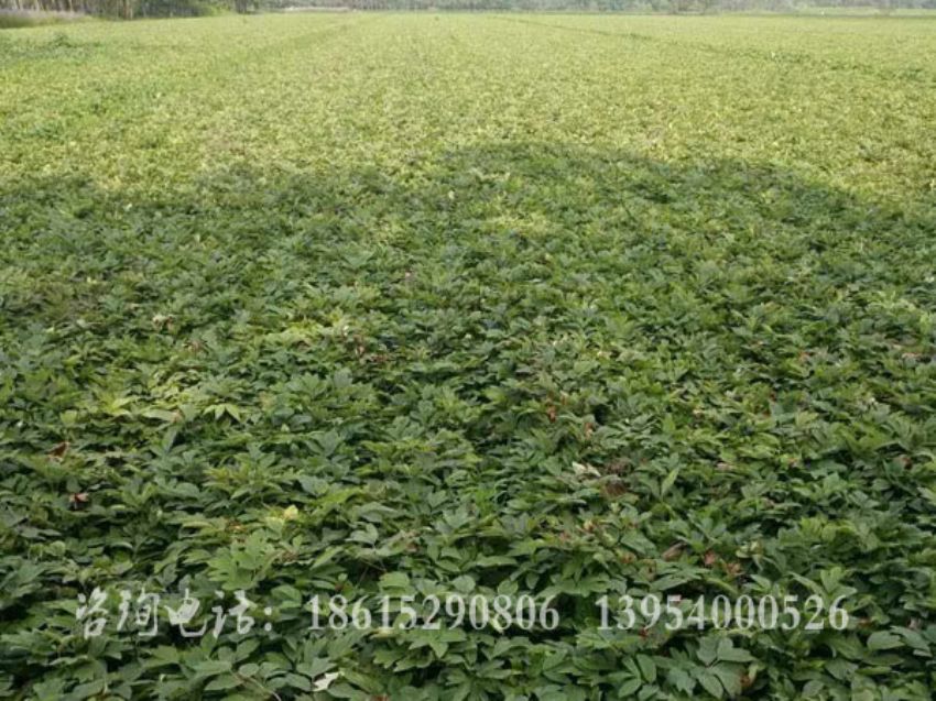 点击查看详细信息<br>标题：二年生油牡丹苗 阅读次数：1546