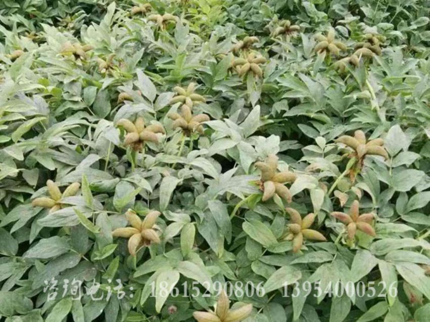 点击查看详细信息<br>标题：牡丹角 阅读次数：1504