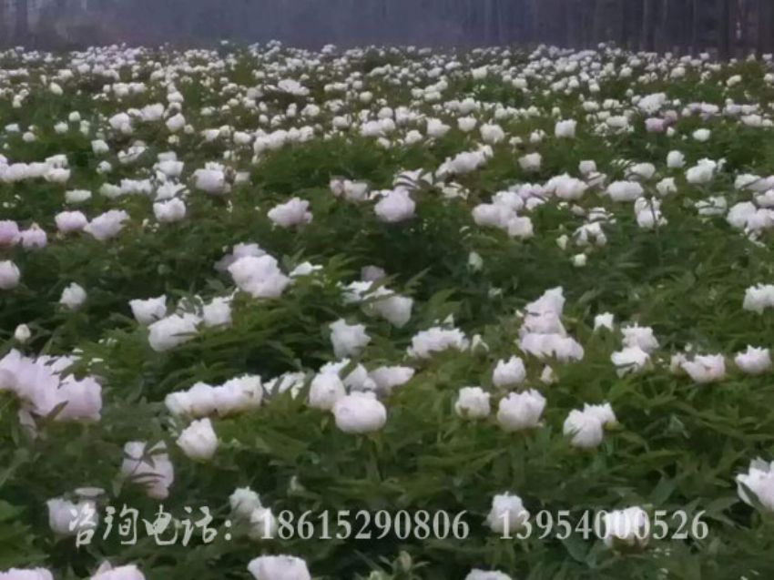 点击查看详细信息<br>标题：牡丹基地 阅读次数：1502